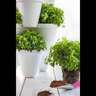 Stackable Ivy Herb Planter