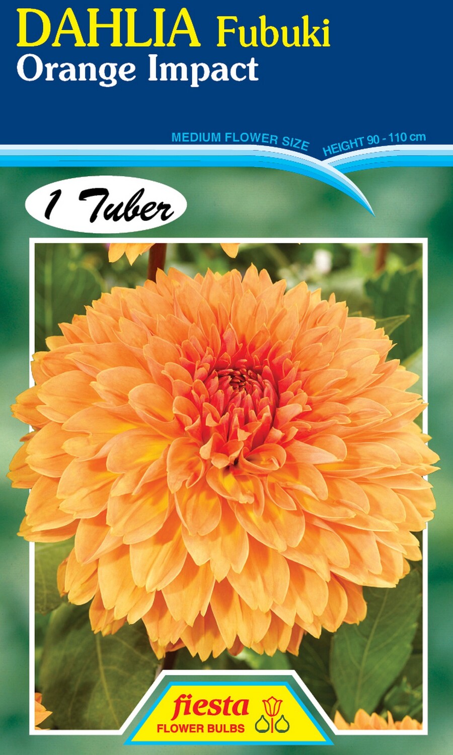 Dahlia Fubuki Orange Impact 1 Pack