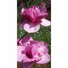 Magnolia Burgandy Star