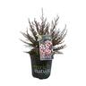 Leptospermum Nanum Huia