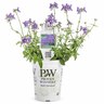 Nemesia Bluebird