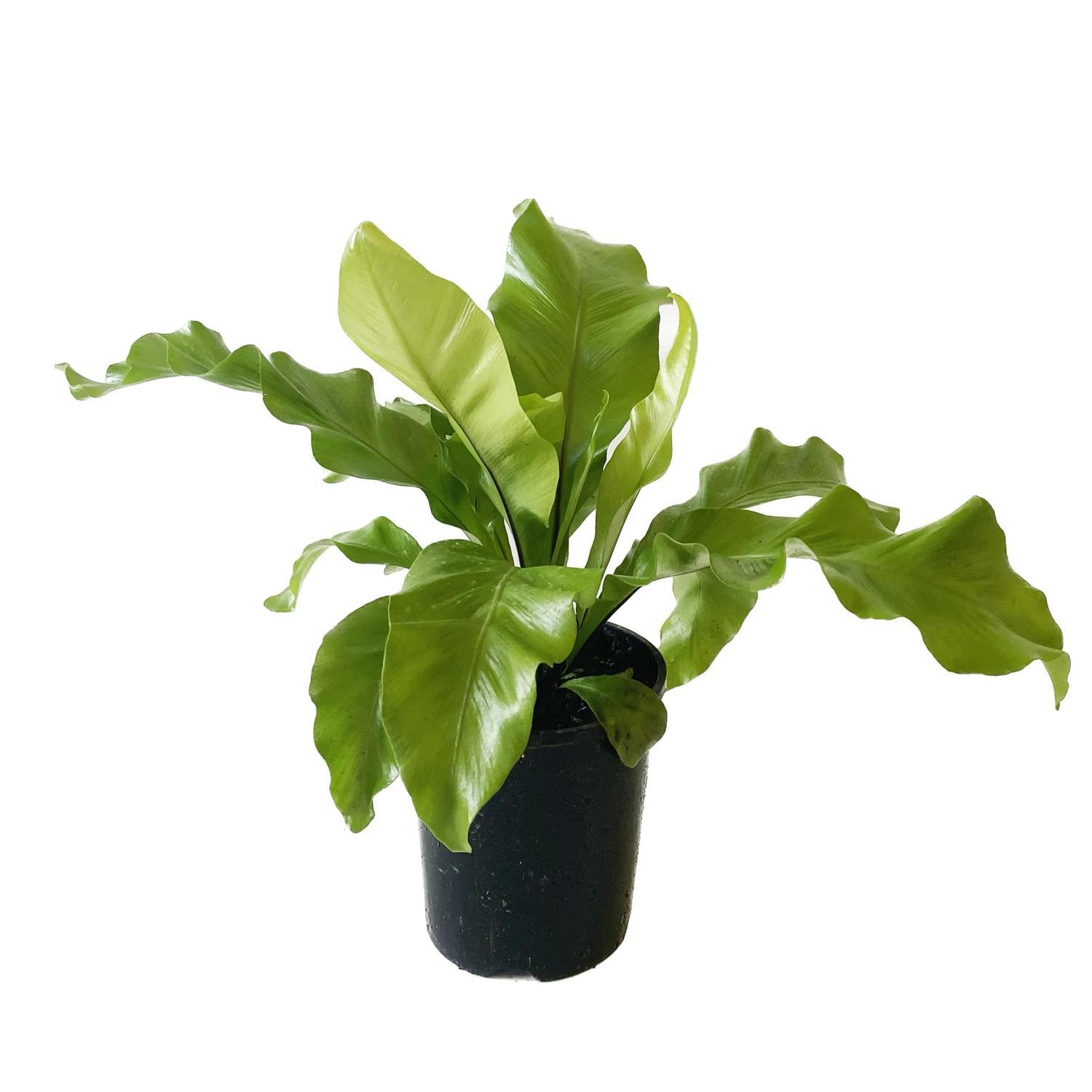 Asplenium Nidus 20cm