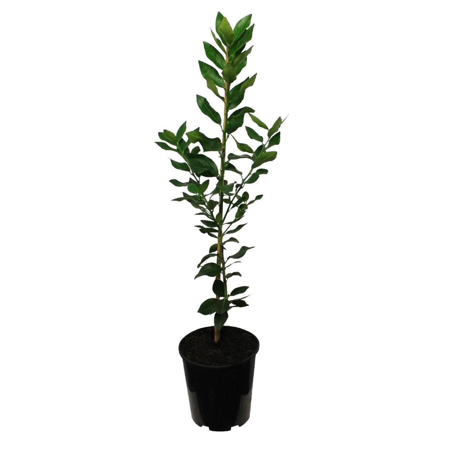 Lime Bearss Dwarf