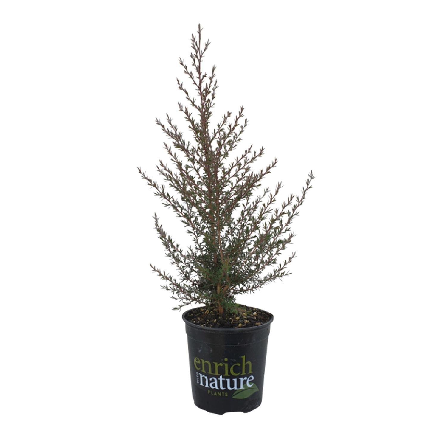 Leptospermum 'Keatleyii'