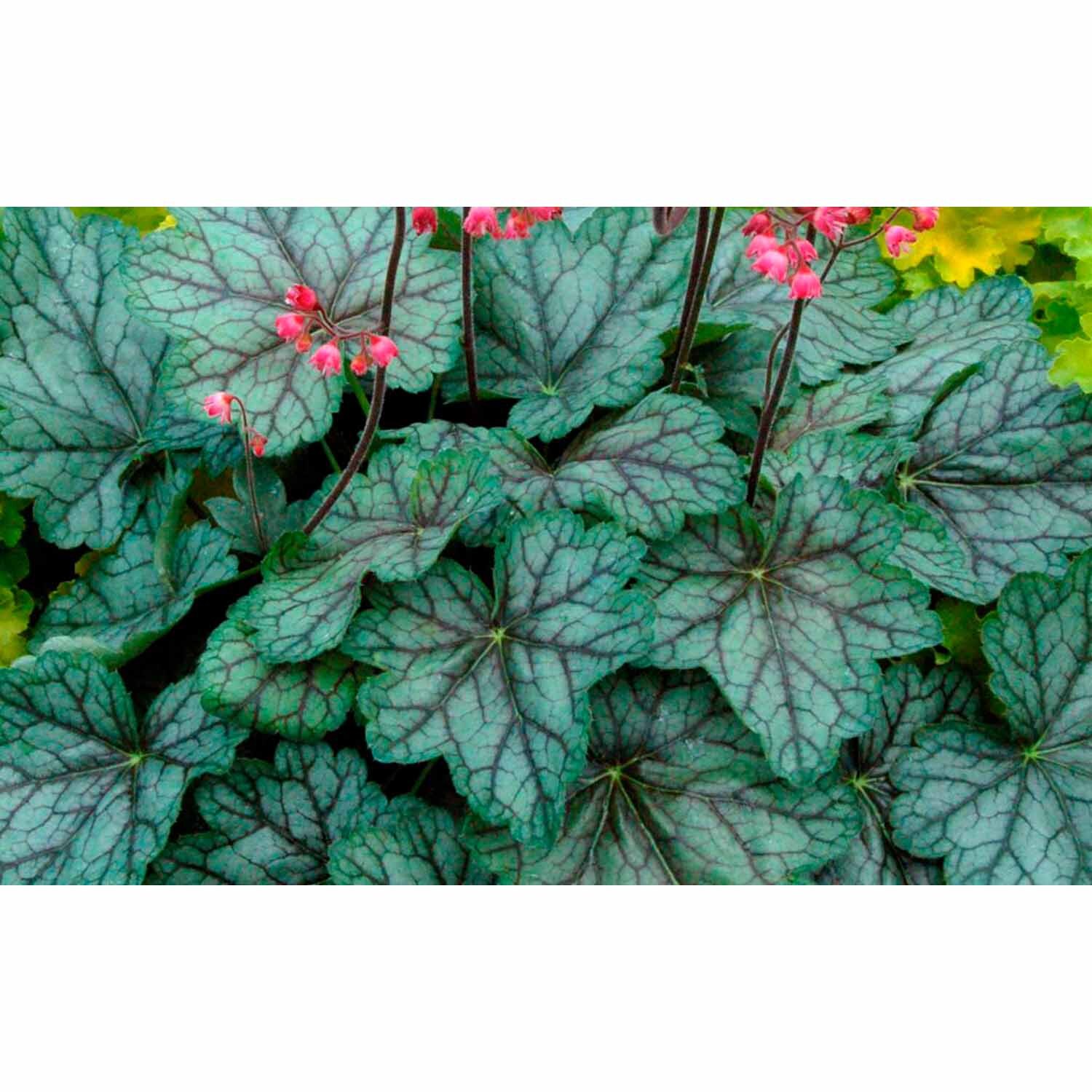 Heuchera 'Peppermint Spice'