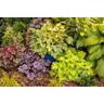 Heucherella 'Eye Spy'