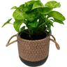 Syngonium Golden Allusion in Ceramic Pot