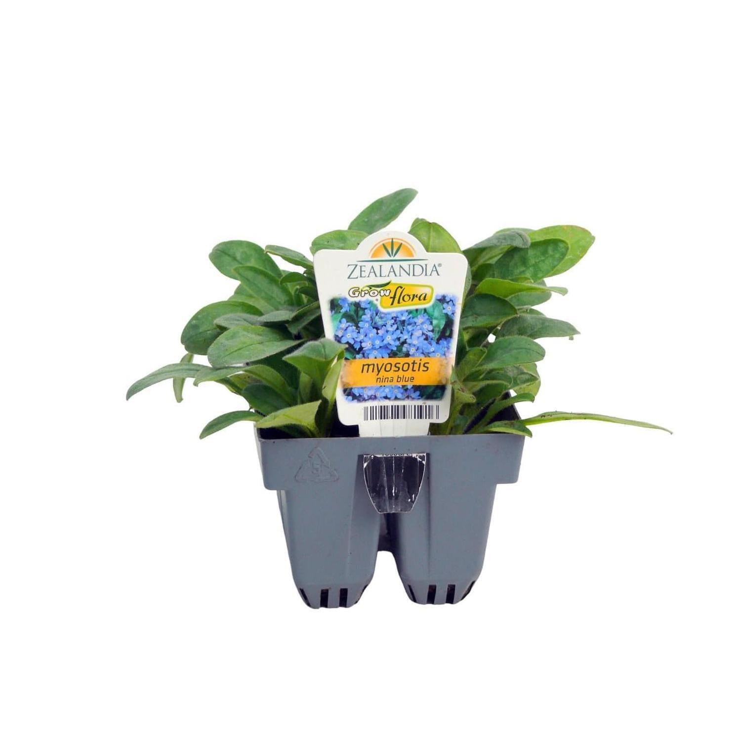 Myosotis Nina