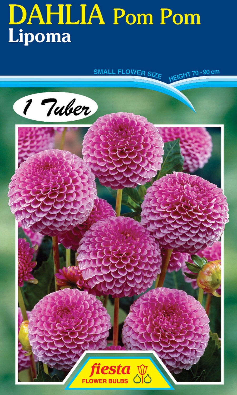 Dahlia Pom Pom Lipoma 1 Pack