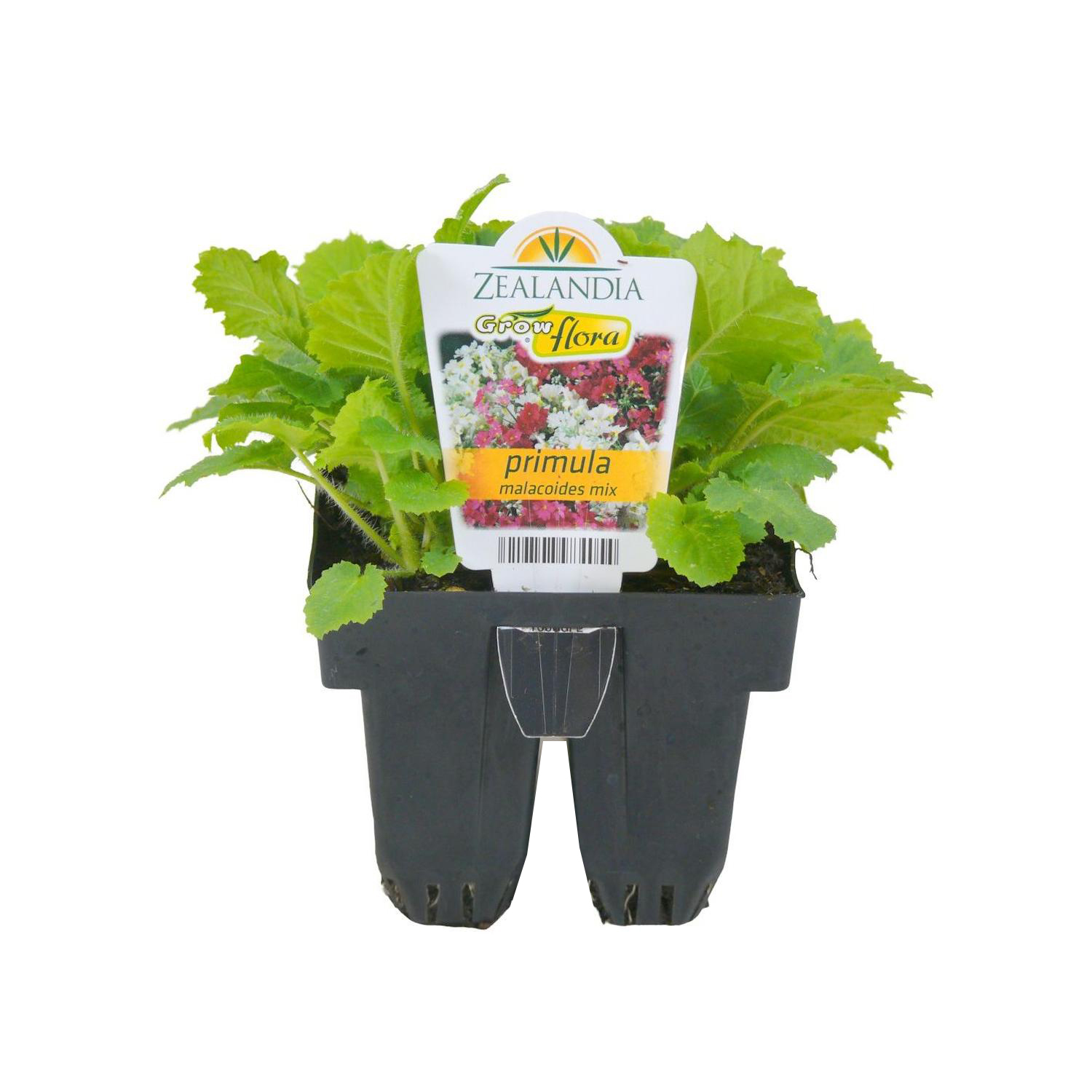 Primula Malacoides