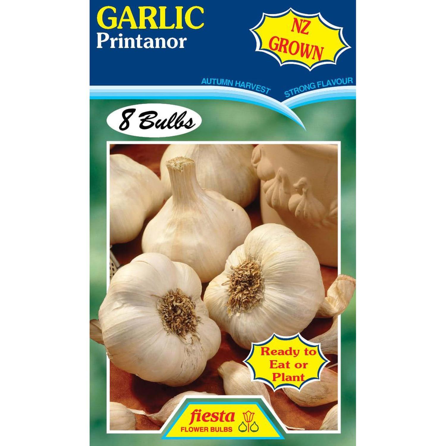 Garlic Printanor Bulbs