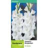 Gladioli Bangladash 10 Pack