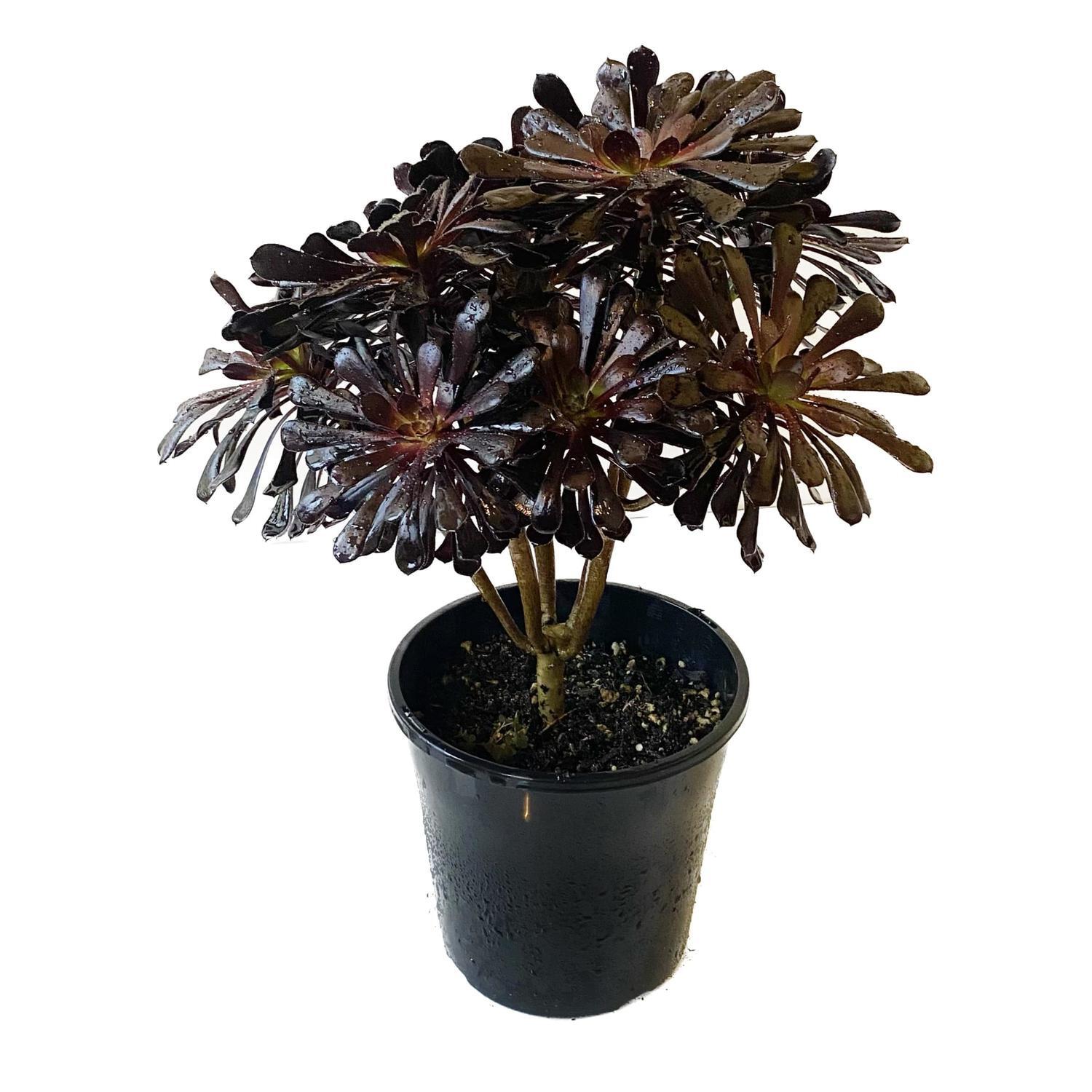 Aeonium Schwarzkopf 20cm