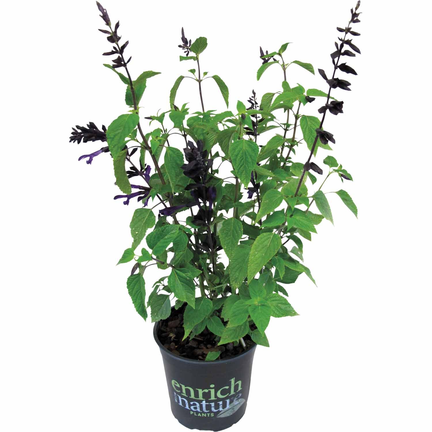 Salvia Amistad