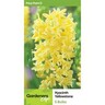 Hyacinth Yellowstone