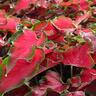 Caladium 'Red Ruffles'