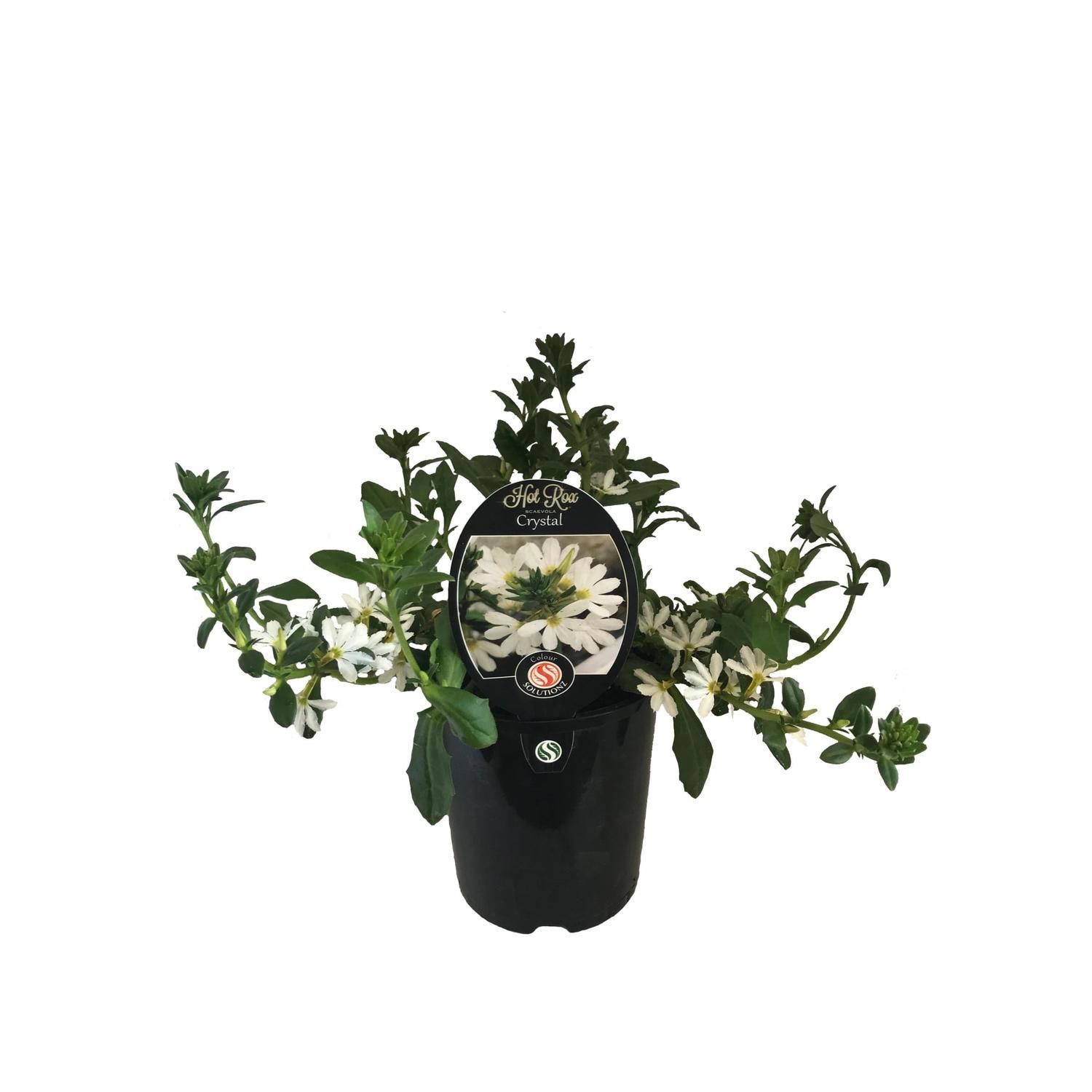 Scaevola Hot Rox Crystal
