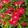 Vireya Cherry Glow 3.3L