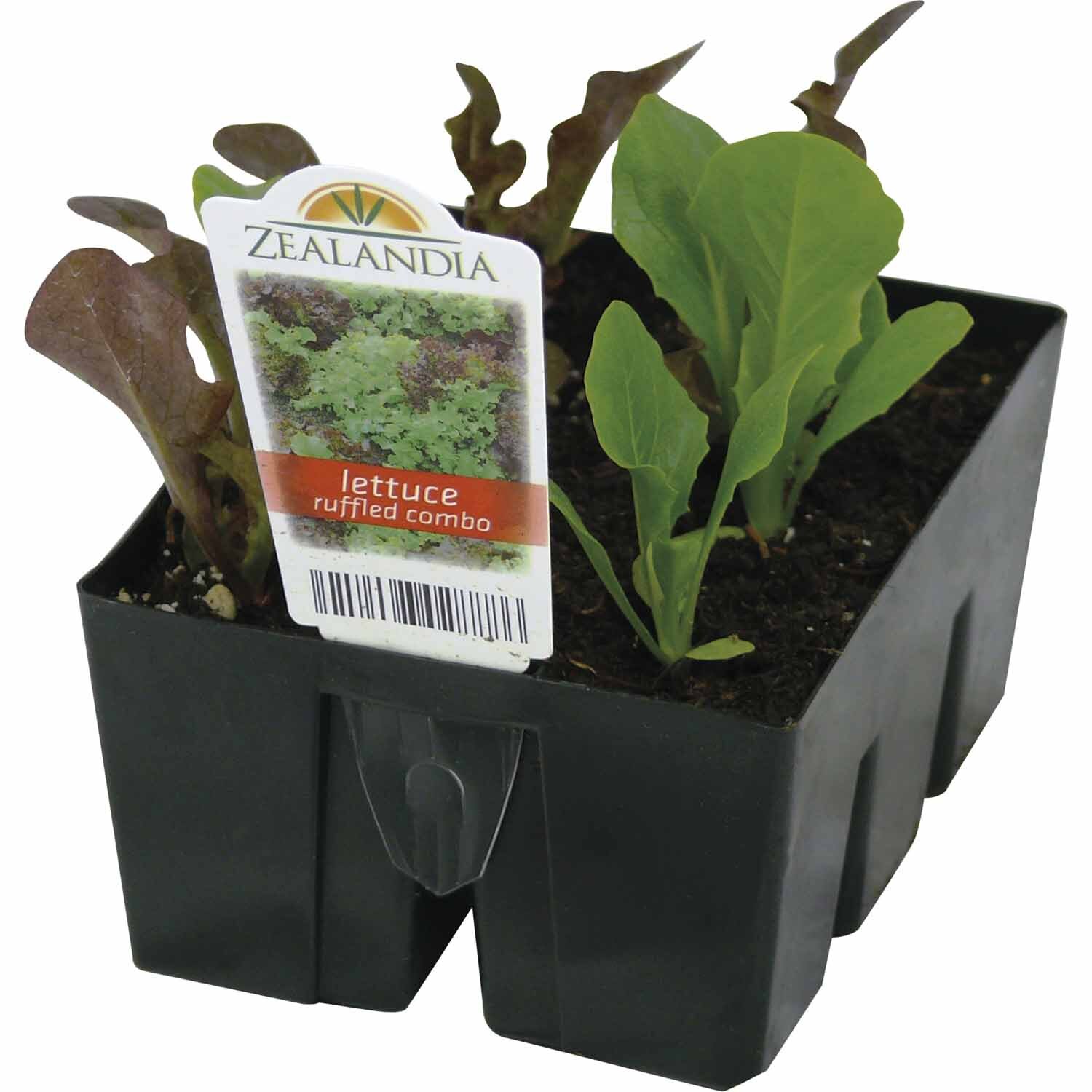 Lettuce Ruffled Combo