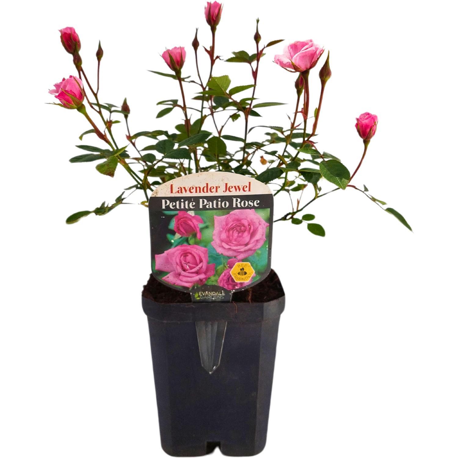 Patio Rose  Lavender Jewel