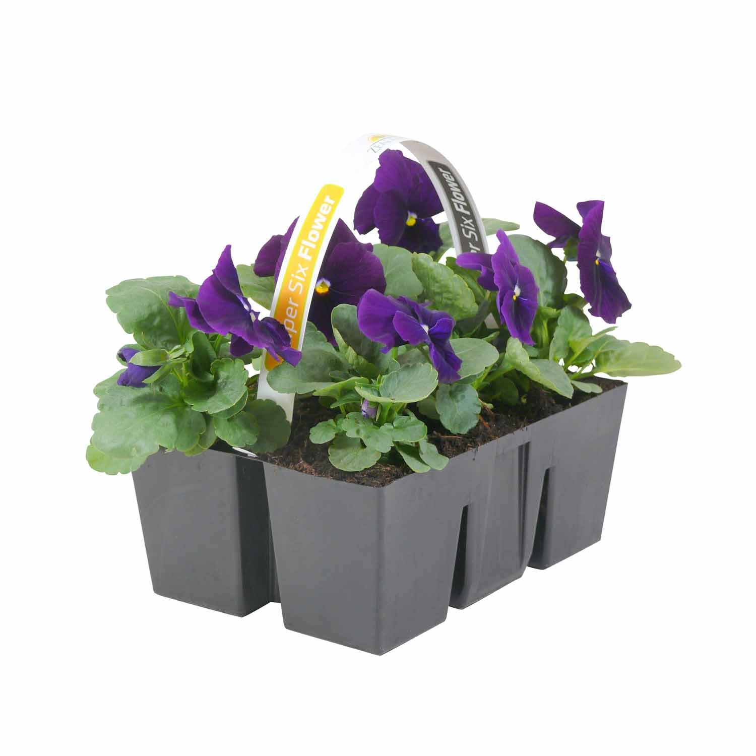 Pansy
