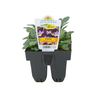 Viola Pack of 6 Blackberry Cream