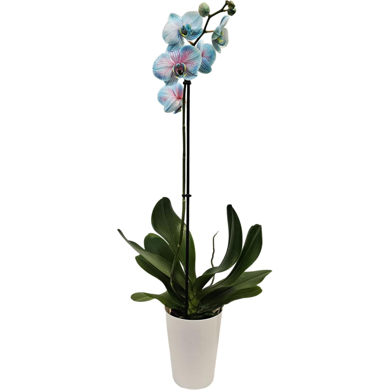 Watercolour Phalaenopsis Orchid Bubblegum 12cm