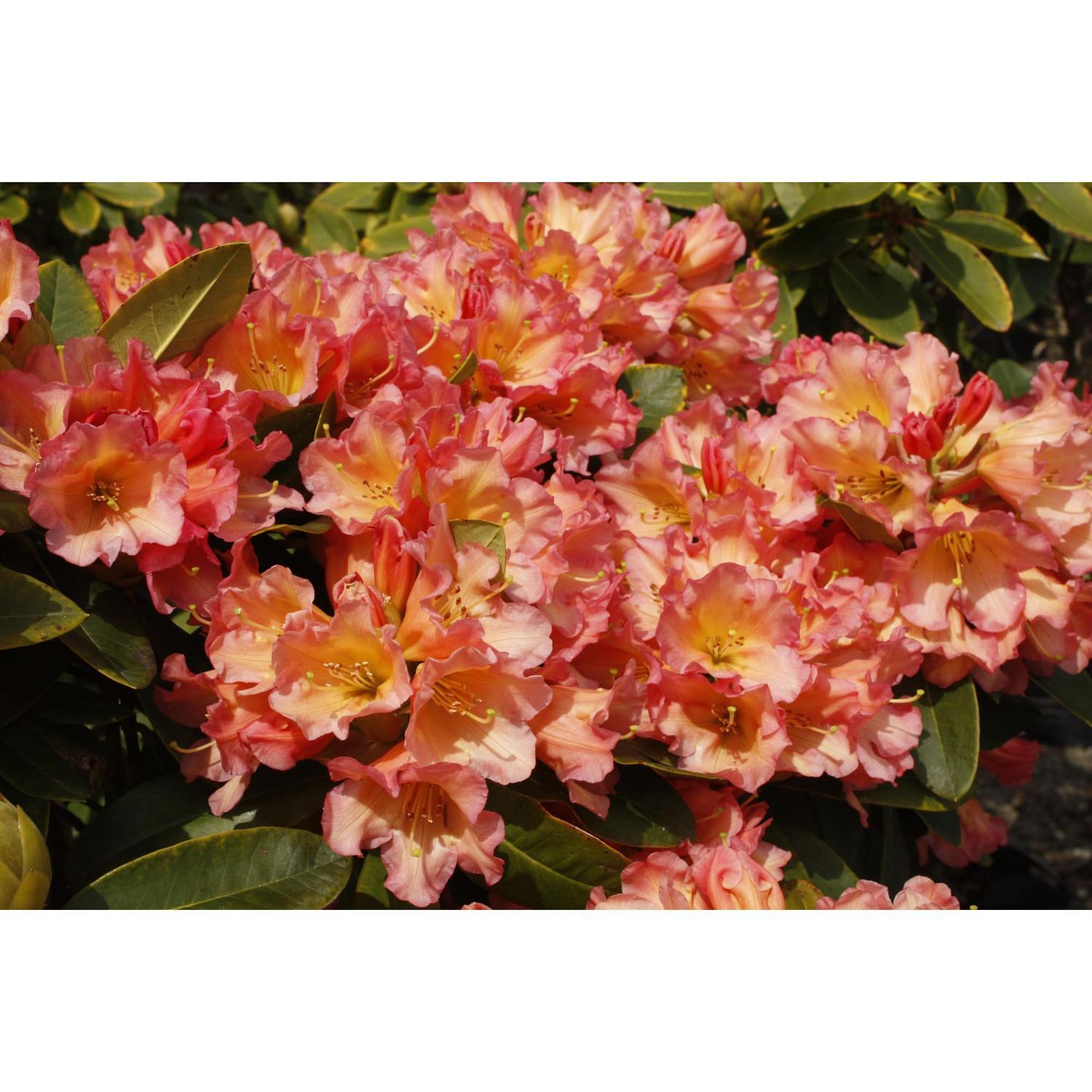 Rhododendron Unique Marmalade