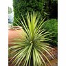 Cordyline Jive 2.5 Litre