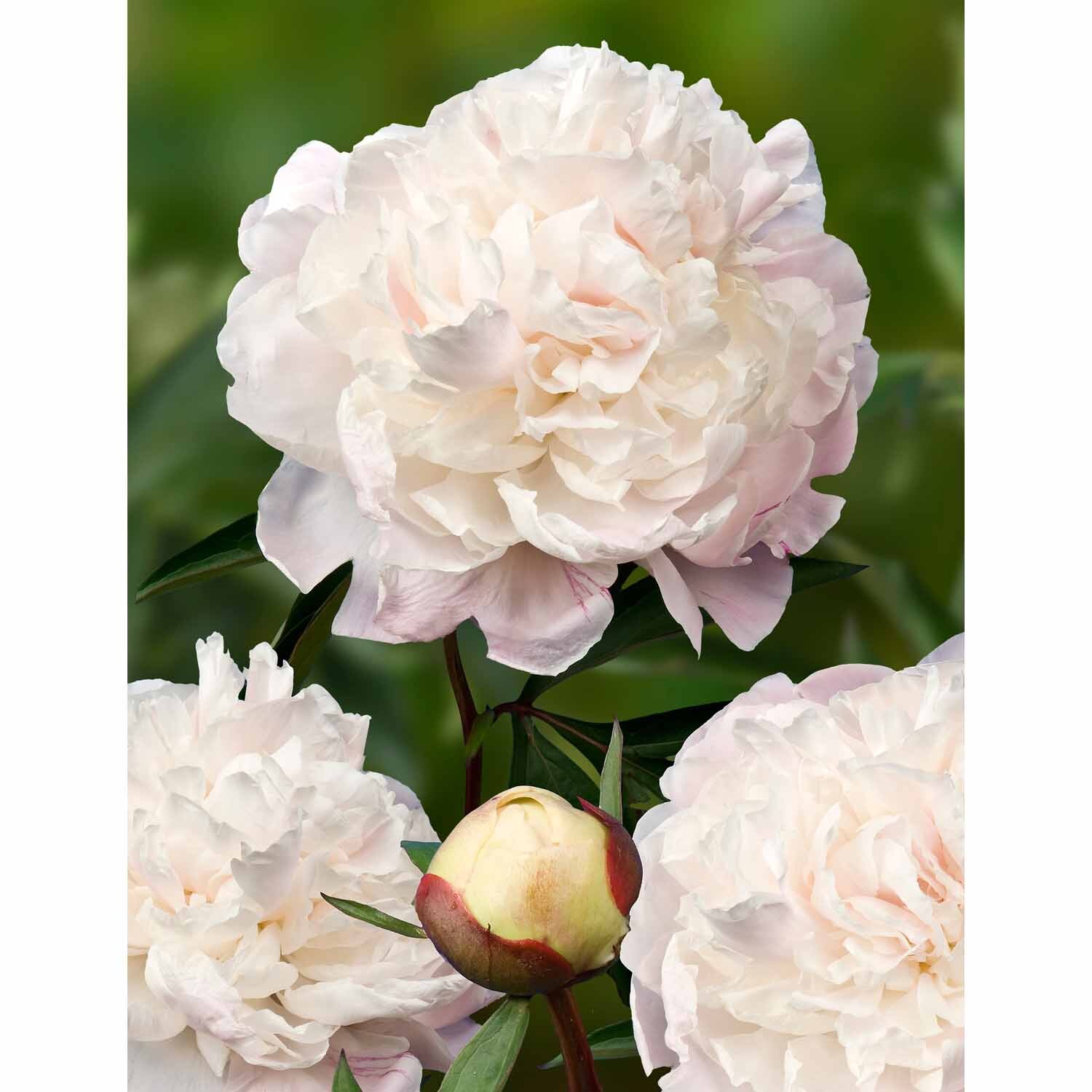 Paeony Double 'Duchesse De Nemours'