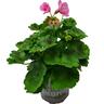 Pelargonium Big Eeze