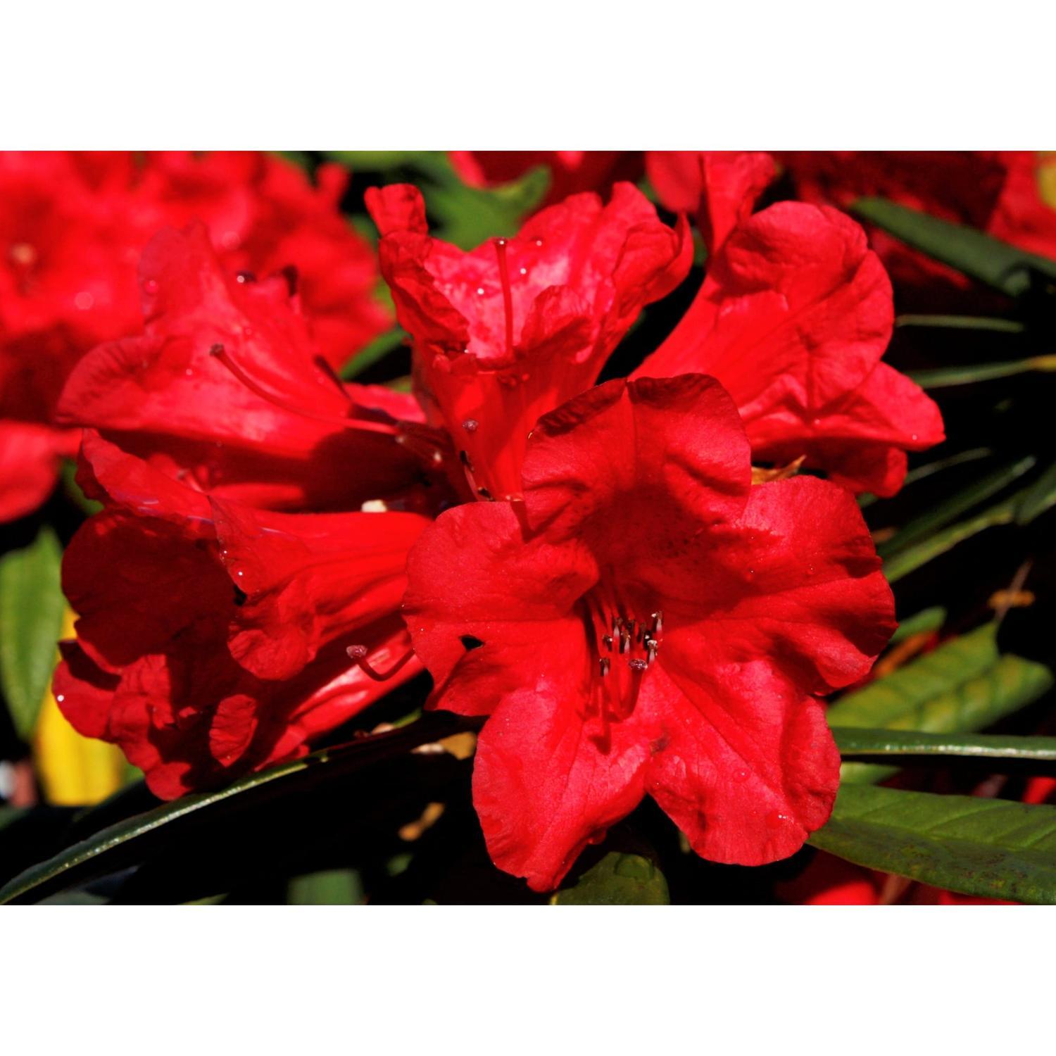 Rhododendron Gwilt King