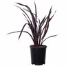 Phormium Dark Delight