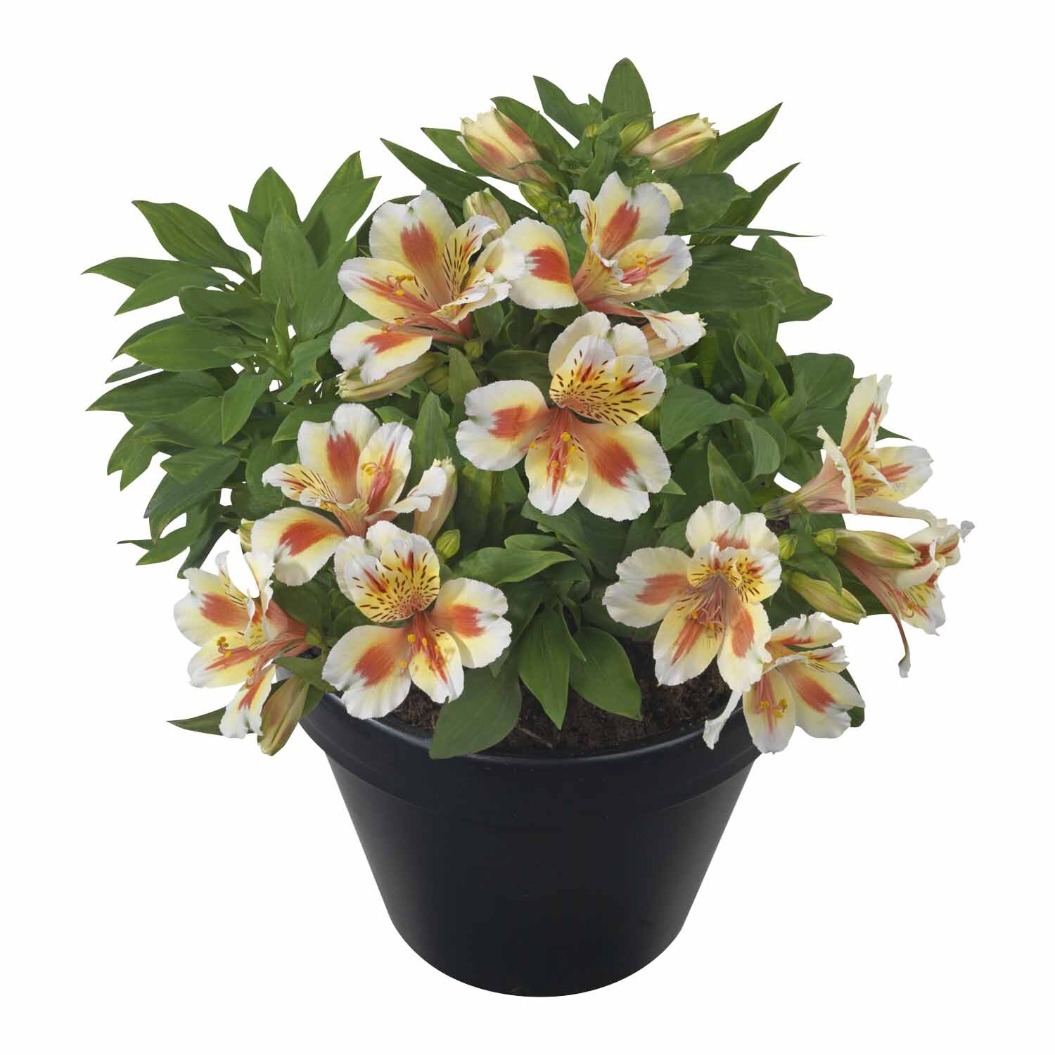 Alstroemeria Sunset