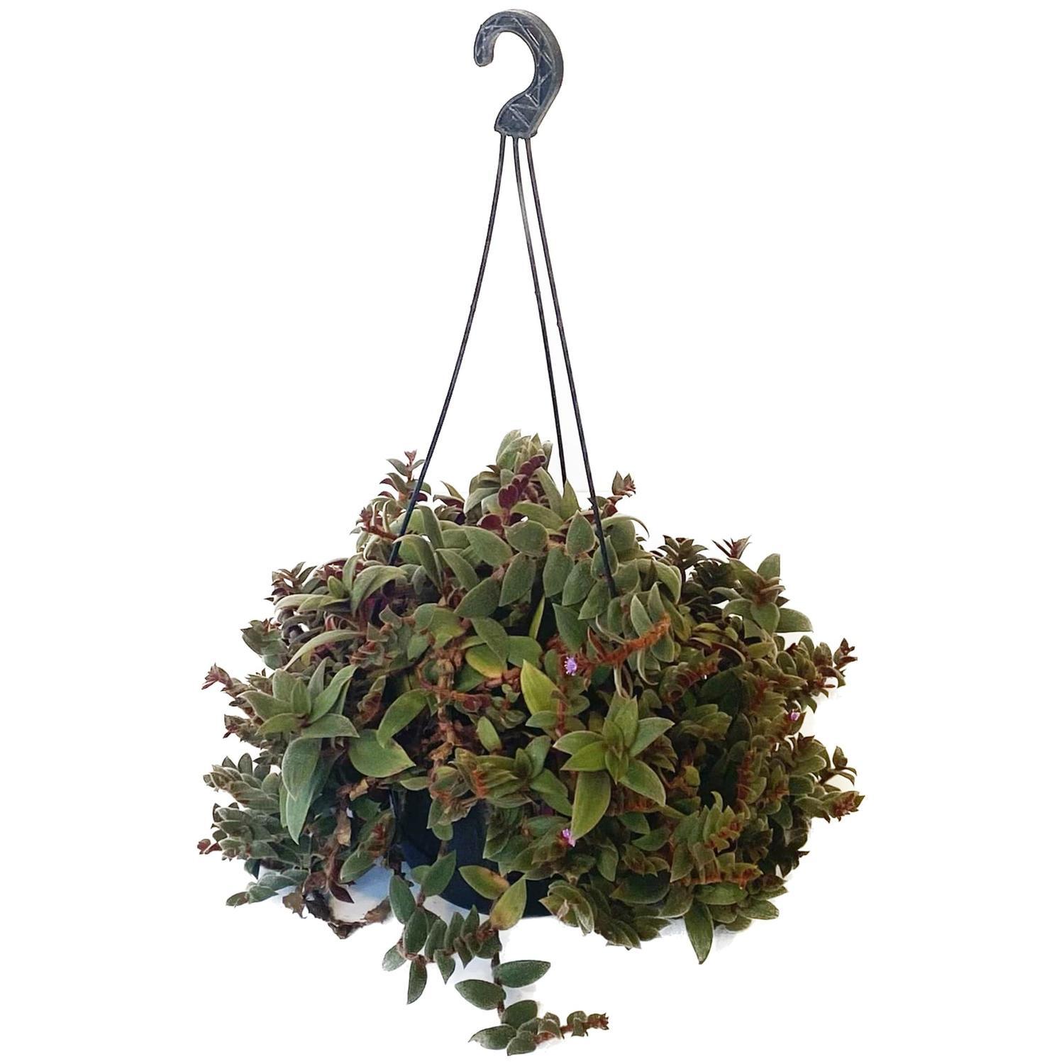 Cyanotis Kewensis Basket 17.5cm