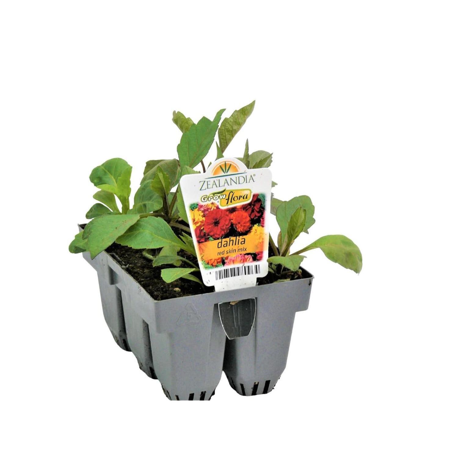 Dahlia Dwarf