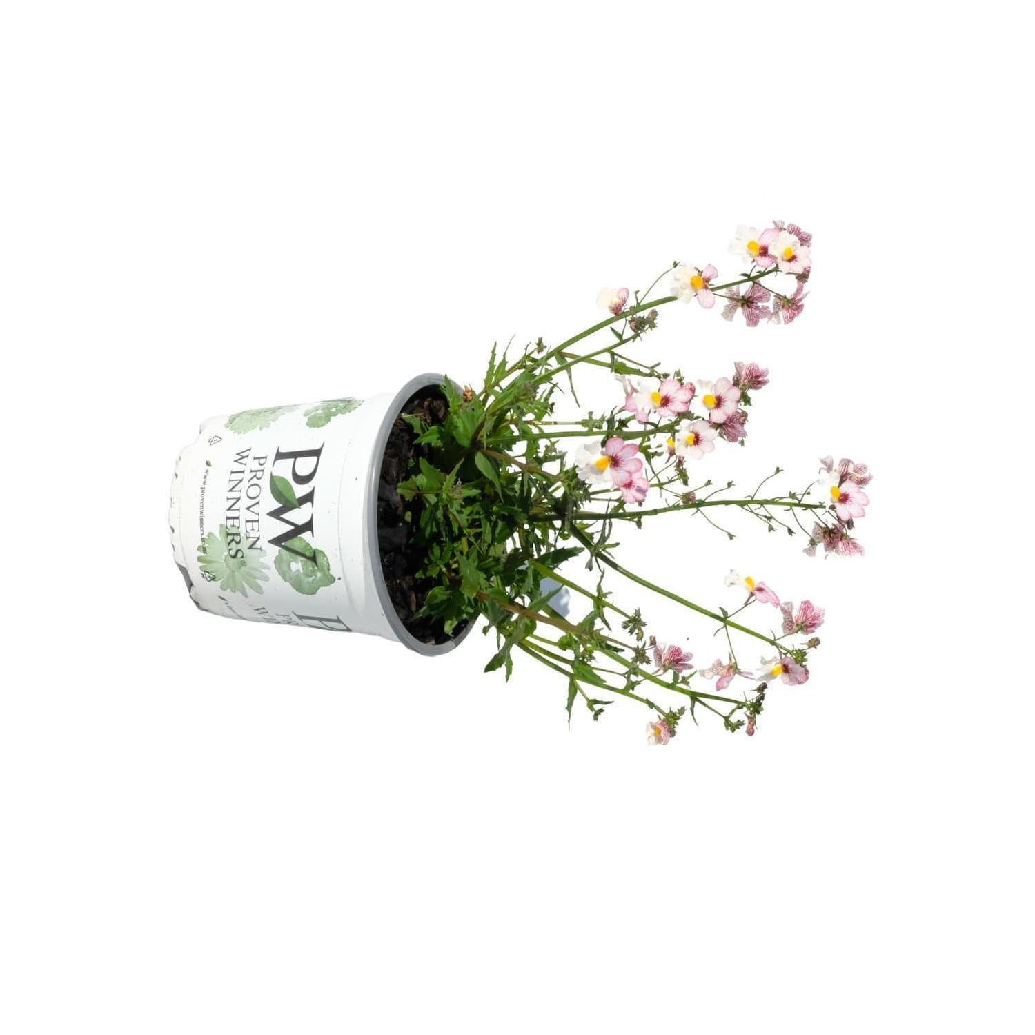 Nemesia Lychee