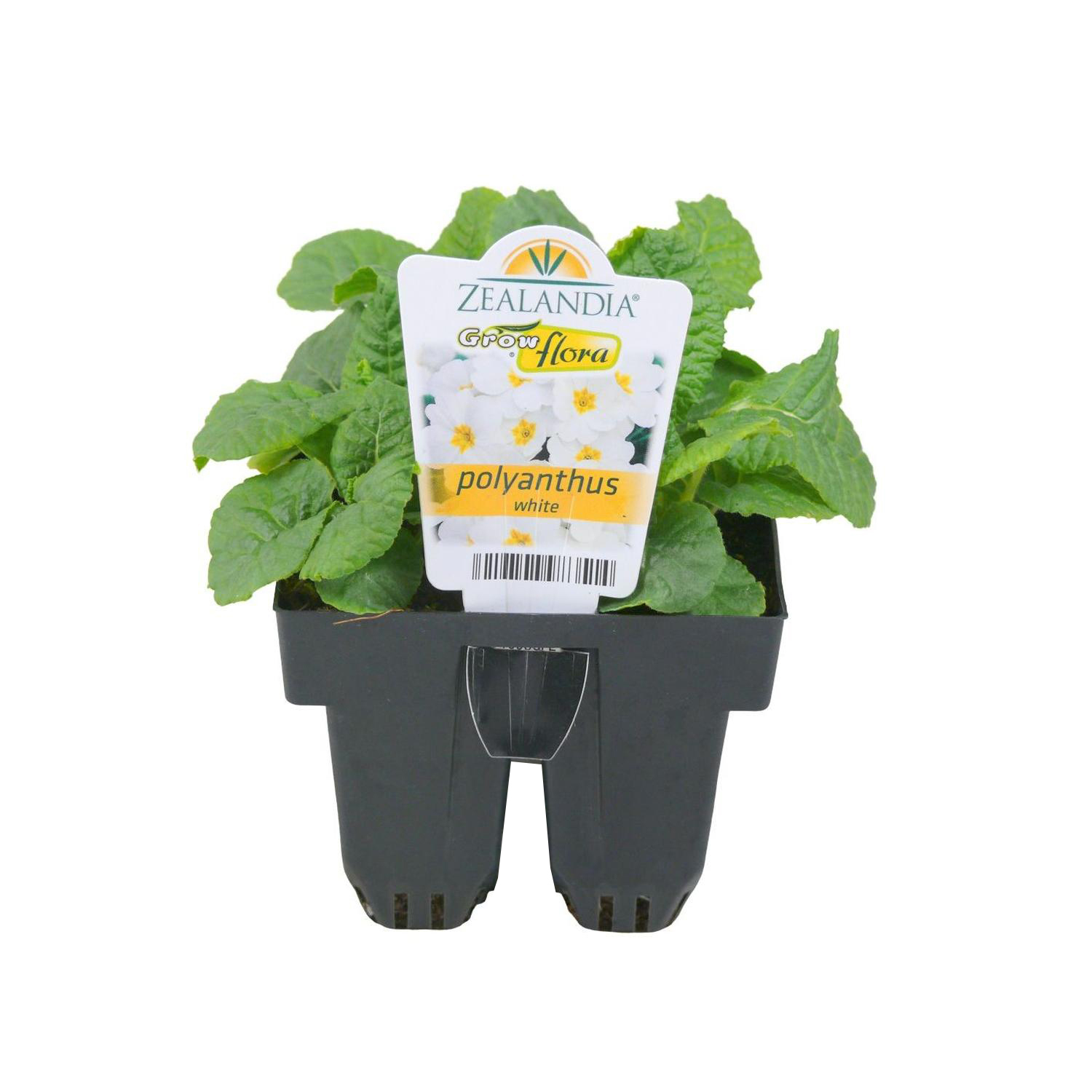 Polyanthus