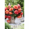 Begonia Fragrant 'Sweet Pink'