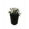 Gardenia Radicans