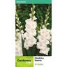 Gladioli Serena 10 Pack