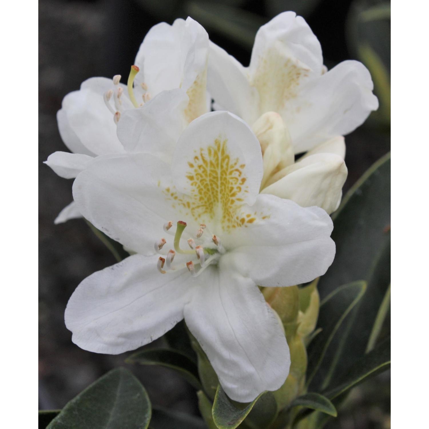 Rhododendron Lemon Ice