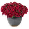 Petunia Black Cherry