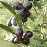 Olive Leccino