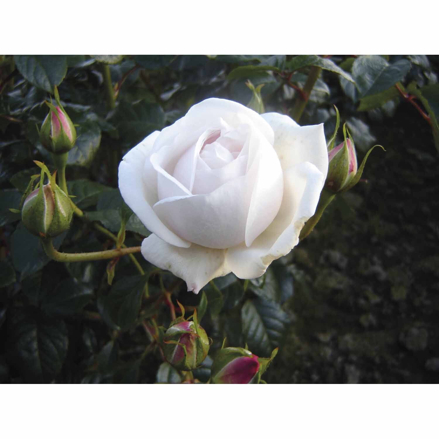 Rose Bush Kiss The Bride