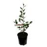 Griselinia Cob