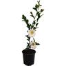 Camellia sasanqua 'Setsugekka' 1.5 litre