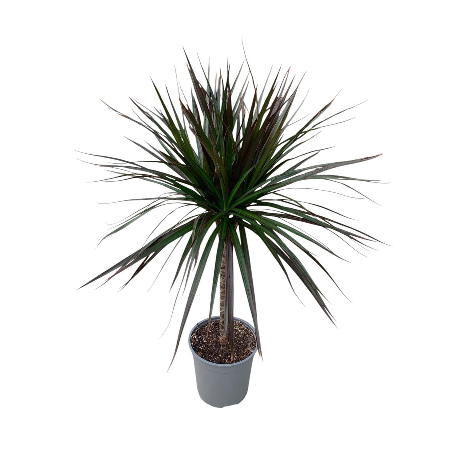 Dracaena Marginata 17cm