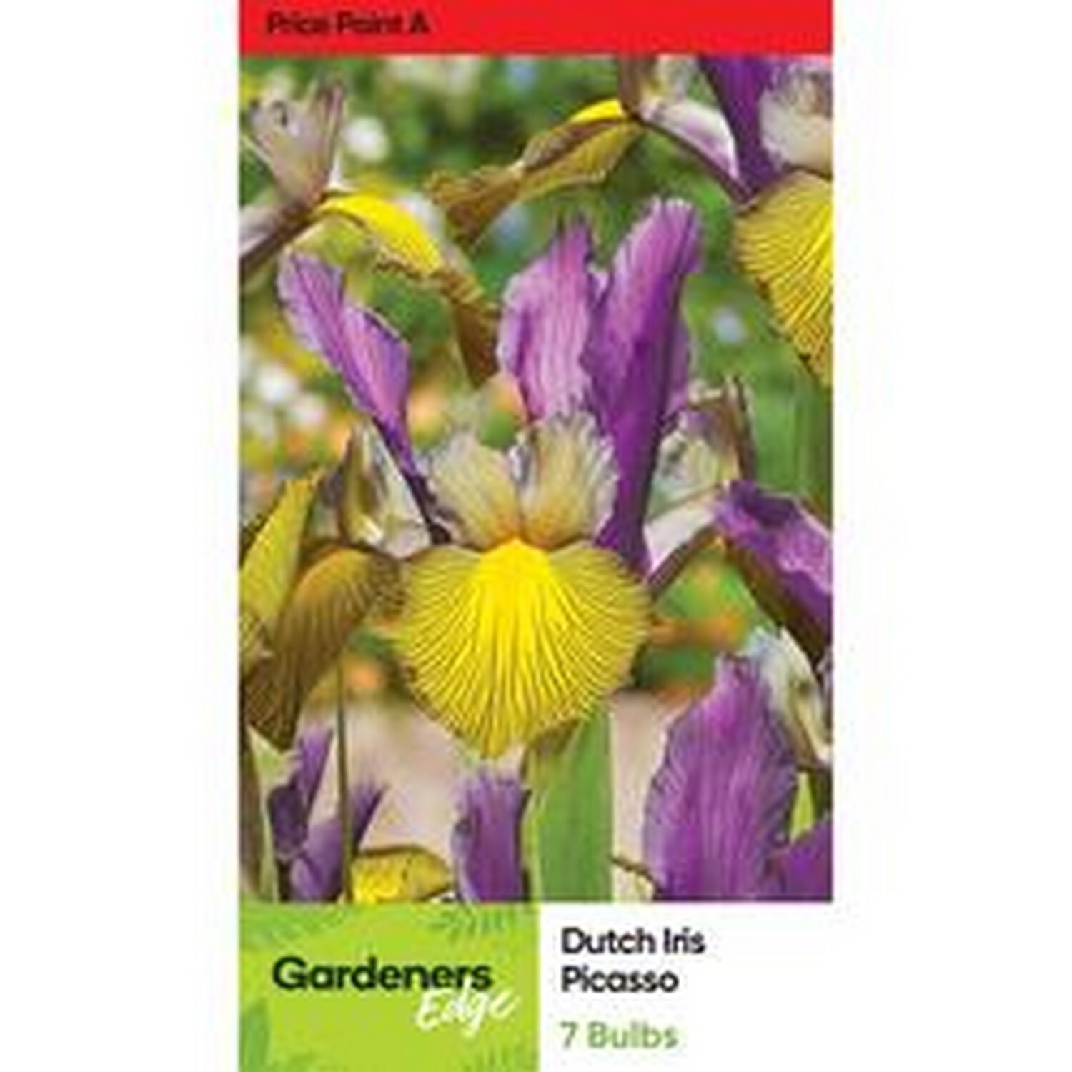 Dutch Iris 'Picasso'