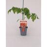 Tomato Berry Tom